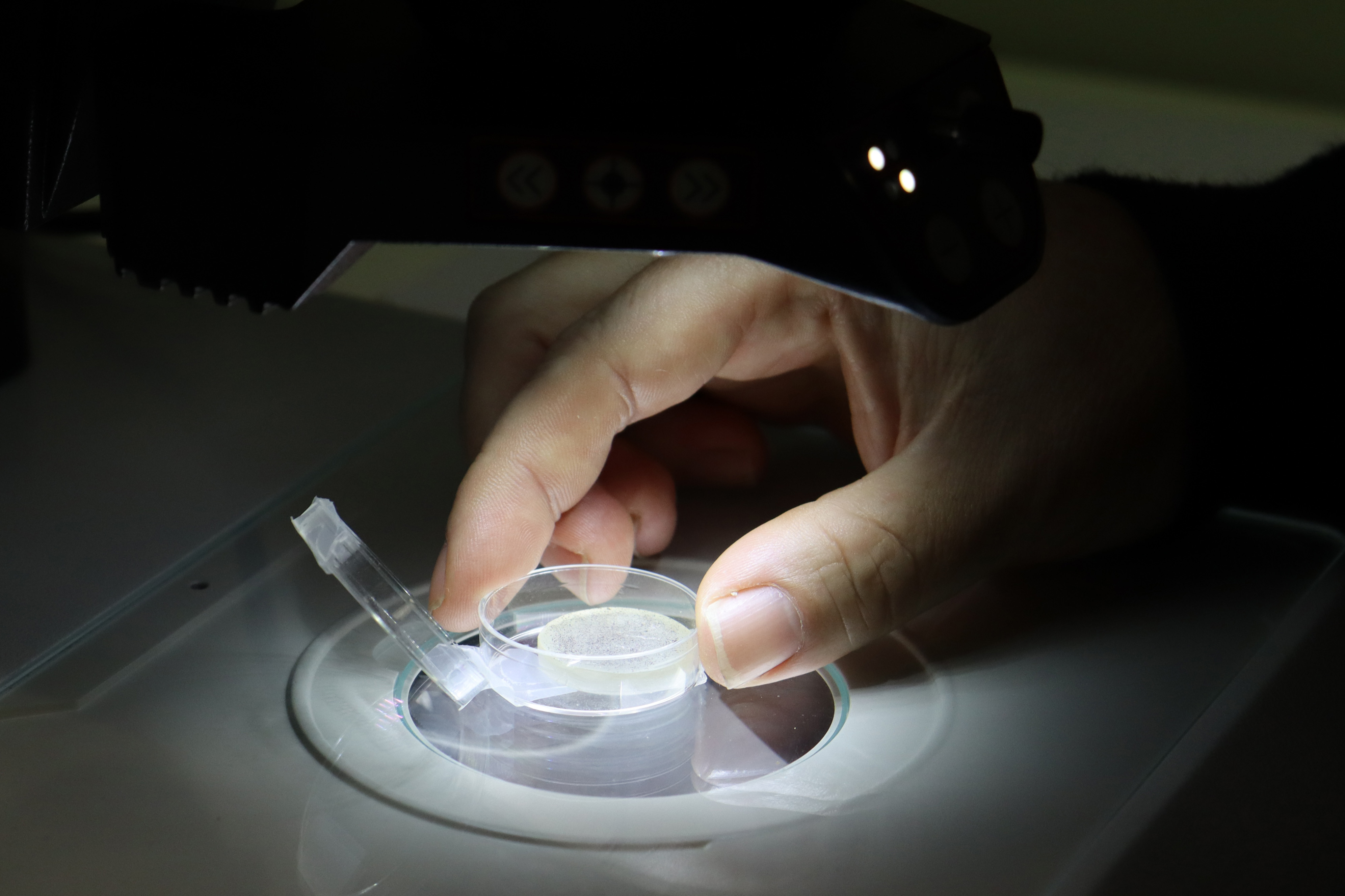 Zircons from North Pole Dome being studied to identify their age, and therefore when the impact occurred